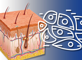 dermatologia animales