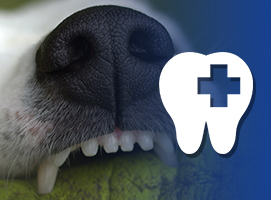odontologia animales cuidado dientes