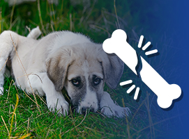 servicios de traumatologia y ortopedia mascotas