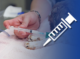 vacunacion animales veterinario